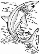 Shark Fisherman Sandtiger Invizimals sketch template