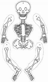 Skelett Menschliches sketch template