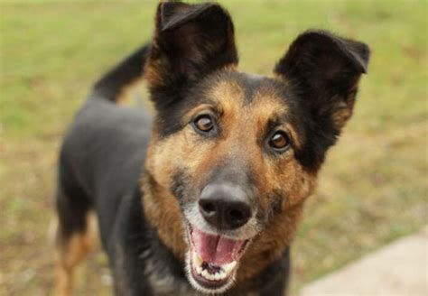 german shepherd mix breeds  dogs youll adore