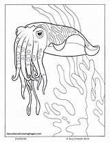 Animals Cuttlefish Colouring Ozean Meer Ausmalbilder Colouringpages Seashore Library Clipart sketch template