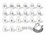 Countdown Hatching Hatch Incubation Chickens sketch template