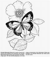 Coloring Butterfly Colorado Homeless Children sketch template