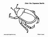 Coloring Beetle Beetles Japanese Designlooter Pdf Exploringnature 61kb 612px sketch template