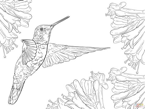 magnificent hummingbird coloring  super coloring