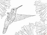 Hummingbird Stained Designlooter sketch template