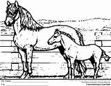 Coloring Pages Horse Horses Hard Popular sketch template