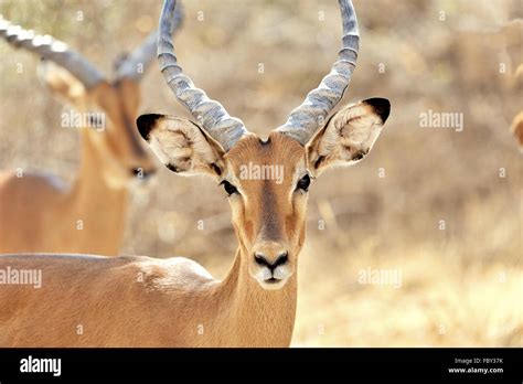 face   impala antelope stock photo alamy