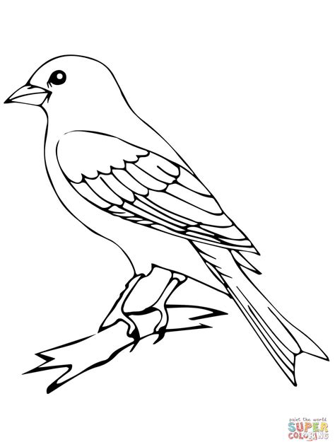 perched canary bird coloring page  printable coloring pages