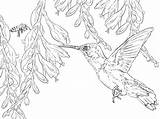 Hummingbird Beija Bienenelfe Basta Garotada Deixar Filhos Colorindo Divertir Supercoloring sketch template