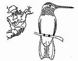Coloring Migration Hummingbird Route Designlooter Color Kids 476px 53kb sketch template