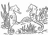 Seahorse Coloring Pages Print Printable Realistic Drawing Seahorses Template Ocean Adults Getdrawings Coloringbay Bell Templates Sketch Samanthasbell sketch template