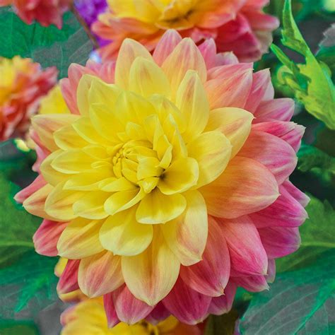 October Sky Dahlia Breck S