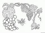 Grapevine Viburnum sketch template