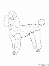 Coloring Pinscher Miniature Pages Poodle Getcolorings Getdrawings sketch template