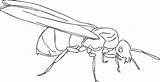 Ant Coloring Pages Kids Printable Drawing Getdrawings sketch template