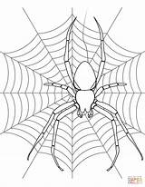 Spider Coloring Web Halloween Pages Drawing Its Kids Spiders Printable Webs Color Print Colouring Template Getdrawings Paper Nature sketch template