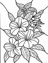Coloring Pages Hibiscus Printable Kids sketch template
