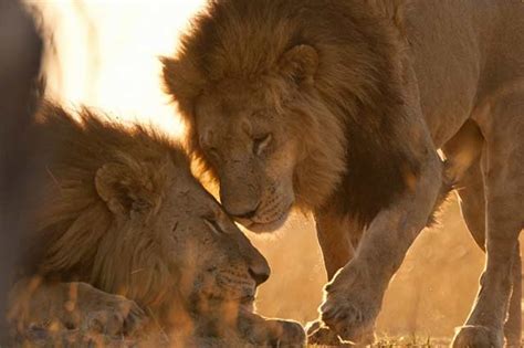 世界大自然紀行：ボツワナのライオン兄弟 [二] ナショナル ジオグラフィック日本版サイト