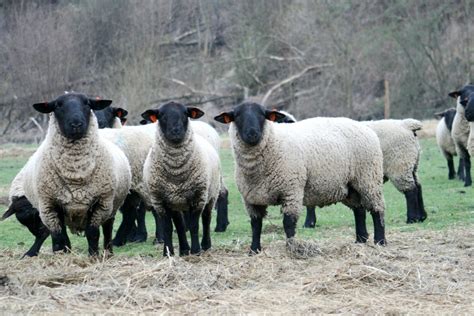 pocet ovci  nas klesa nas chov vse  chovu hospodarskych zvirat