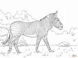 Zebras sketch template