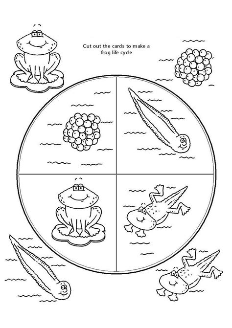 frog life cycle coloring page