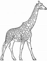 Mewarnai Girafa Jirafa Jerapah Hewan Sketsa Selvagem Giraffes Colorear Realista Darat Terbaru Desenho Lengkap Colorironline Everfreecoloring Garuda Burung sketch template