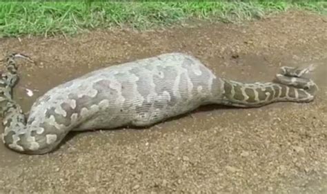 Incredibe Video Shows Python With Swollen Belly After Swallowing