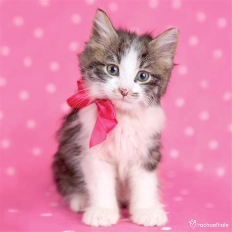 kitten  bright pink ribbon cute greeting card cards love kates