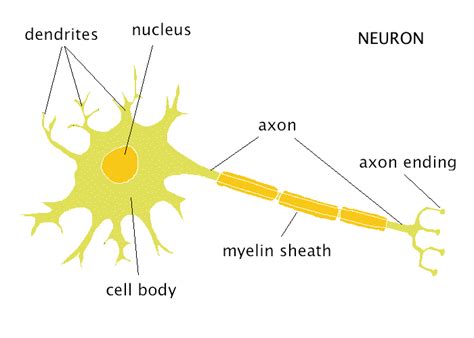 beauty  medicine  life sciences  basics  neuroscience  neuron