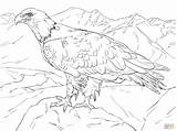 Eagle Bald Alaska Coloring Pages Printable Drawing Soaring Supercoloring Color Drawings Adult Birds Flag Kids Bird Lines Draw sketch template