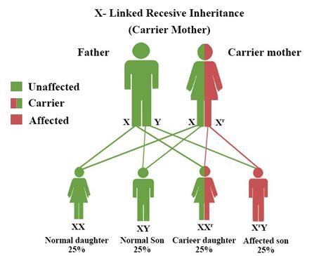 sex linked trait definition and examples biology online dictionary