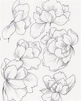 Magnolia Coloring Flower Printable Shot Screen Pages Getcolorings Getdrawings Sheets Choose Board Colorings sketch template