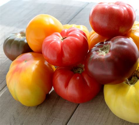 local heirloom tomatoes  june valley community food  op