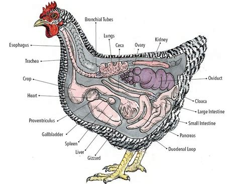 internal organs  hens diagram wwwanatomynotecom chicken anatomy large animal vet