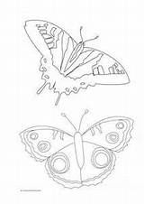Cocoon Coloring Butterfly Getcolorings Pages Getdrawings sketch template