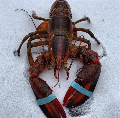 maine lobster lobster maine lobster   find