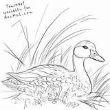 Duck Drawing Drawings Pencil Bird Animal Mallard Getdrawings Sketches Draw Stippling Coloring Birds Pintail sketch template