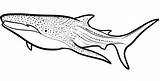 Shark Whale Coloring Pages Clipart Drawing Megalodon Line Draw Print Printable Sharks Template Drawings Step Cool Sperm Kids Color Whales sketch template