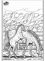 Coloring Horse Pages Horses Adults Wild Pferde Ausmalbilder Ausmalen Adult Sheets Zum Animals Pferd Von Colouring Bilder Fargelegg Funnycoloring Printable sketch template