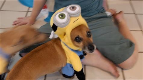 dogs  minions youtube