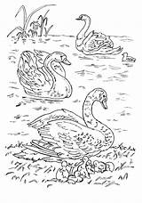 Cisnes Swans Cigni Lac Cygnes Ptaki Colorkid Kolorowanki łabędzie Jeziorze Aves Kolorowanka sketch template