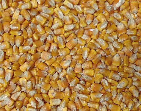 organic yellow dent corn grain place foods