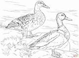 Mallard Ducks Canard Colvert Supercoloring Visit Voorbeeldsjabloon sketch template
