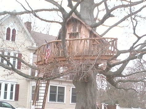 cool treehouse  fairhaven picture