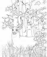 Hunting Coloring Deer Pages Color Printable Bow Whitetail Getcolorings Tailed Drawing Christmas Getdrawings Hunti Colorings sketch template