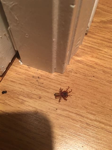 anyone know what this is spiders