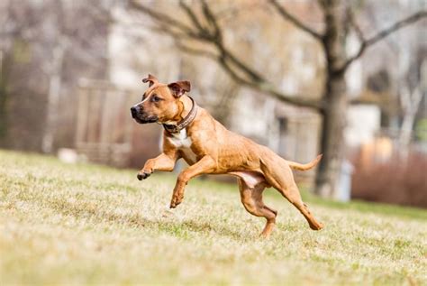 mini pitbull critter culture