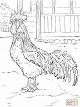 Rooster Leghorn Roosters Supercoloring Silkie Gallo Animali Colouring Automne Coloringbay sketch template