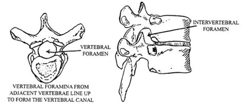 Vertebral canal and intervertebral foramen