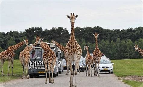 beekse bergen safari park bezienswaardigheden tilburg nederlands